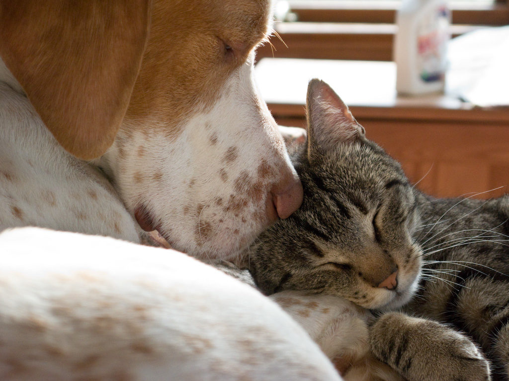 Forget Dogs vs. Cats— Why Cat People are Better than Dog People