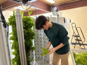 BC Gardening Club member Asahi Tokuda harvesting a unit, photo by Laura Baritt.