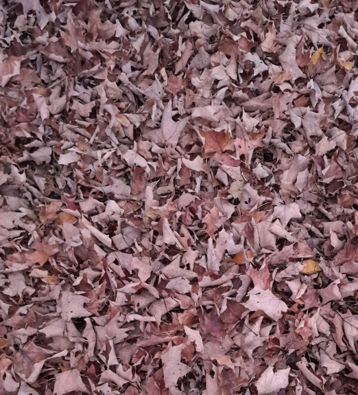 Leave The Leaves